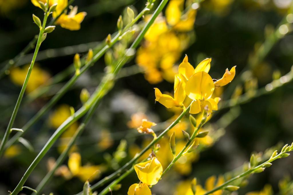 Casali Costadoro Аккуавіва-Пічена Екстер'єр фото